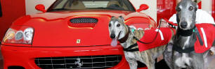 Greyhound a Ferrari - ilustran foto - Greyhound Company, a.s.